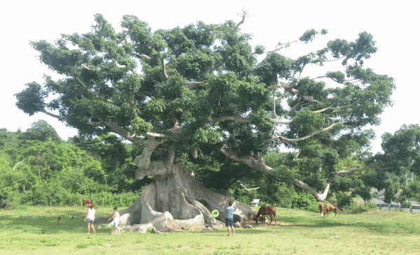 Vieques Arbol